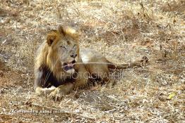 Image du Maroc Professionnelle de  MAX un jeune lion de l'atlas âgé de 7 ans effectue sa première sortie de cage depuis sa naissance au zoo de Témara près de Rabat. Mardi 27 Avril 1999. (Photo / Abdeljalil Bounhar) 